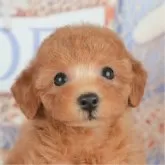 トイプードル(トイ)【神奈川県・女の子・2025年5月7日・レッド】の写真1「かわいい子犬の画像や当犬舎の情報を掲載しています💖是非、見てください🎶」