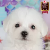 ビションフリーゼ