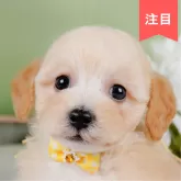 ビションプー(ビションフリーゼ×トイプードル)【神奈川県・女の子・2025年3月28日・クリーム】の写真1「かわいい子犬の画像や当犬舎の情報を掲載しています💖是非、見てください🎶」