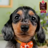 ミニチュアダックスフンド(ロング)【神奈川県・男の子・2025年9月11日・シルバーダップル】の写真1「かわいい子犬の画像や当犬舎の情報を掲載しています💖是非、見てください🎶」