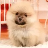 ポメラニアン