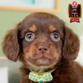 チワックス(チワワ×ダックスフンド)【神奈川県・男の子・2025年10月5日・チョコレート&タン】の写真1「かわいい子犬の画像や当犬舎の情報を掲載しています💖是非、見てください🎶」