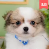 チワワ(ロング)