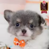 チワワ(ロング)