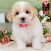 マルプー(マルチーズ×トイプードル)