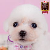 ビションフリーゼ