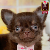 チワワ(ロング)