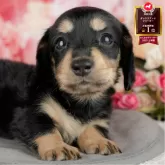 カニンヘンダックスフンド(ロング)【神奈川県・女の子・2025年7月1日・ブラック&タン】の写真1「かわいい子犬の画像や当犬舎の情報を掲載しています💖是非、見てください🎶」