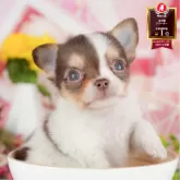 チワワ(ロング)