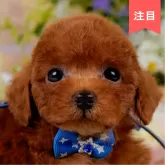 タイニープードル