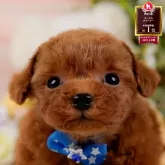 ティーカッププードル【神奈川県・男の子・2025年9月23日・レッド】の写真1「かわいい子犬の画像や当犬舎の情報を掲載しています💖是非、見てください🎶」