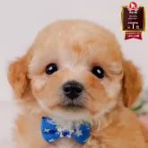 タイニープードル