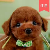 トイプードル(トイ)【神奈川県・男の子・2025年4月26日・レッド】の写真1「かわいい子犬の画像や当犬舎の情報を掲載しています💖是非、見てください🎶」