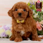 トイプードル(トイ)