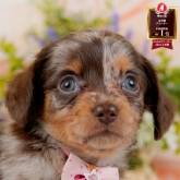 チワックス(チワワ×ダックスフンド)