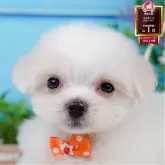 マルチーズ