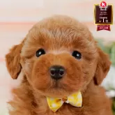 トイプードル(トイ)【神奈川県・女の子・2025年9月19日・レッド】の写真1「かわいい子犬の画像や当犬舎の情報を掲載しています💖是非、見てください🎶」