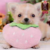 チワワ(ロング)