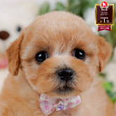 トイプードル(タイニー)