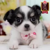 チワワ(ロング)