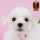 マルビション(マルチーズ×ビションフリーゼ)【神奈川県・女の子・2025年9月18日・ホワイト】の写真1「かわいい子犬の画像や当犬舎の情報を掲載しています💖是非、見てください🎶」