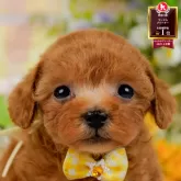 ティーカッププードル