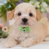 トイプードル(トイ)【神奈川県・男の子・2025年4月22日・クリーム】の写真1「かわいい子犬の画像や当犬舎の情報を掲載しています💖是非、見てください🎶」