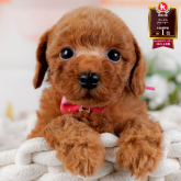 トイプードル(トイ)