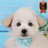 タイニープードル【神奈川県・男の子・2025年5月29日・クリーム】の写真1「かわいい子犬の画像や当犬舎の情報を掲載しています💖是非、見てください🎶」