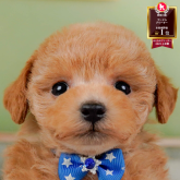 トイプードル(トイ)