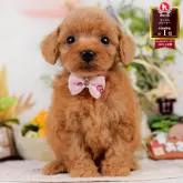 タイニープードル【神奈川県・女の子・2025年7月14日・レッド】の写真1「かわいい子犬の画像や当犬舎の情報を掲載しています💖是非、見てください🎶」
