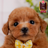 トイプードル(タイニー)