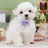 マルチーズ