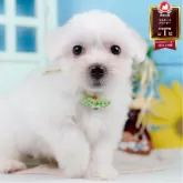 マルチーズ