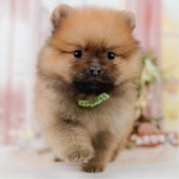 ポメラニアン