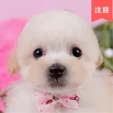 タイニープードル