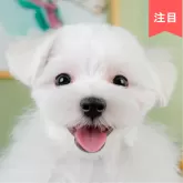 マルチーズ