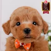 トイプードル(トイ)