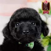 トイプードル(トイ)