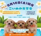 トイプードル(トイ)【神奈川県・男の子・2025年6月28日・アプリコット】の写真2「🐶8/16開催🐶☀️40頭以上が大集合♪ この夏、“うちの子”と出会う感動を🐾」