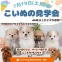チワワ(スムース)【神奈川県・女の子・2025年5月2日・ブラック&タン】の写真2「7/19は夏のモフモフ祭り🎐かわいい子犬大集合🐶💗」