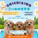 マルプー(マルチーズ×トイプードル)【神奈川県・女の子・2025年5月21日・アプリコット】の写真2「🐶8/16開催🐶☀️40頭以上が大集合♪ この夏、“うちの子”と出会う感動を🐾」