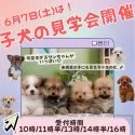 マルプー(マルチーズ×トイプードル)【神奈川県・男の子・2025年3月19日・アプリコット】の写真2「🐶6/7見学会開催🐾今のうちに準備して、夏は一緒にお出かけ🎐」