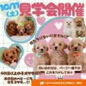 チワックス(チワワ×ダックスフンド)【神奈川県・男の子・2025年7月25日・フォーン】の写真2「10/11(土)開催🍁 秋はお迎えベストシーズン！小型犬見学会🐶」