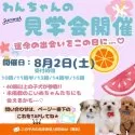 チワックス(チワワ×ダックスフンド)【神奈川県・男の子・2025年5月20日・ブラック&タン】の写真2「夏のお迎えがいちばん安心♪秋にはお散歩デビュー！」