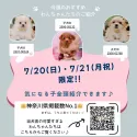 ティーカッププードル【神奈川県・女の子・2025年5月2日・レッド】の写真2「気になってた子、ぜ〜んぶ会える！運命の2日間🐾」
