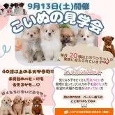 マルプー(マルチーズ×トイプードル)【神奈川県・男の子・2025年7月7日・クリーム】の写真2「🍼掲載中の子はもちろん！未掲載の子犬にも会える特別な日💓」