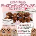 トイプードル(トイ)【神奈川県・女の子・2025年6月26日・クリーム】の写真2「ワンちゃん初心者さん必見✨飼いやすいプードル＆MIXが30頭以上大集合！」