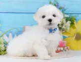 マルチーズ【神奈川県・男の子・2025年8月9日・ホワイト】の写真4「当日見学OK！！まずは、お気軽にご連絡ください🎶」