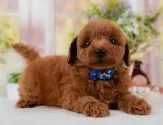 トイプードル(トイ)【神奈川県・男の子・2025年7月5日・レッド】の写真5「🐶複数頭見学🐶大歓迎🎉一度の見学で他のワンちゃんたちも見れます💕」
